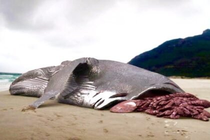 Blue Whale Bitten in Half